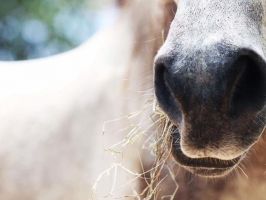 horse riding lessons phuket Bukit Horse Riding Club