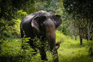 pet adoption places in phuket Phuket Elephant Sanctuary