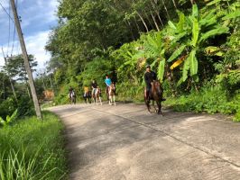 riding schools in phuket Chalong Horseback Riding