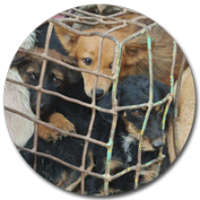 free animals phuket Soi Dog Foundation