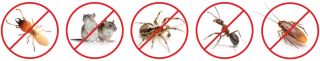 pest control bedbugs phuket Pest Control Pattaya