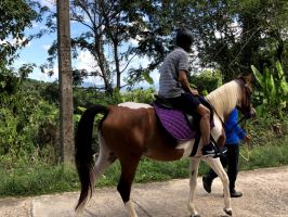 pony riding places in phuket Chalong Horseback Riding