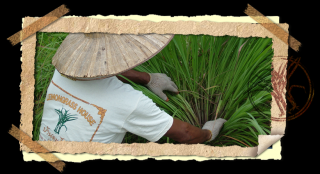 plant shops in phuket Lemongrass House Headquarter, Phuket, Thailand