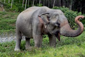 pet adoption places in phuket Phuket Elephant Sanctuary