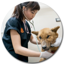 free veterinarian phuket Soi Dog Foundation