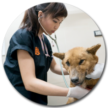 elderly care companies in phuket Soi Dog Foundation